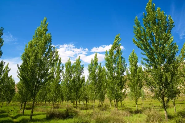 Trees Maderuelo Segovia Province Castilla Leon Spain — Stock Photo, Image