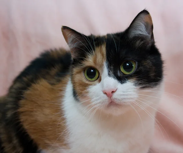 UM RETRATO DE UM TRÊS GATO COLOCADO — Fotografia de Stock