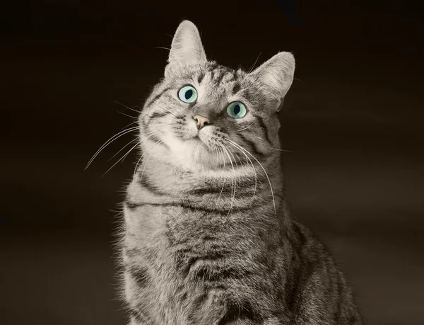 Un gatto con gli occhi verdi Immagine Stock
