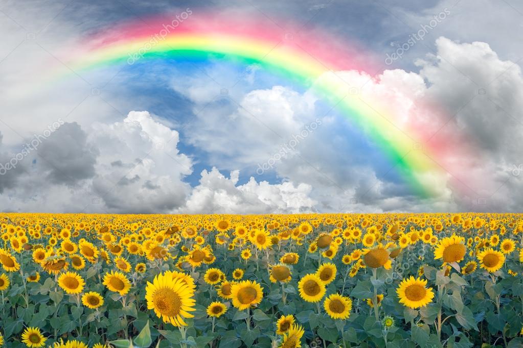 “ Il logo della settimana ” 2nd sessione - Pagina 42 Depositphotos_17644413-stock-photo-landscape-with-sunflowers-and-rainbow