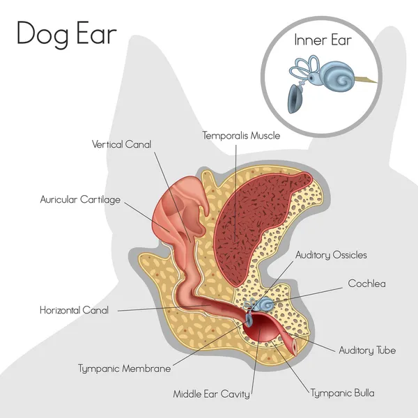 犬の耳の構造 — ストックベクタ