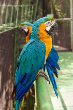 Two big parrots clipart