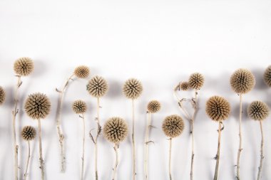 Echinops grijisii Hance