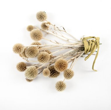 Echinops grijisii Hance