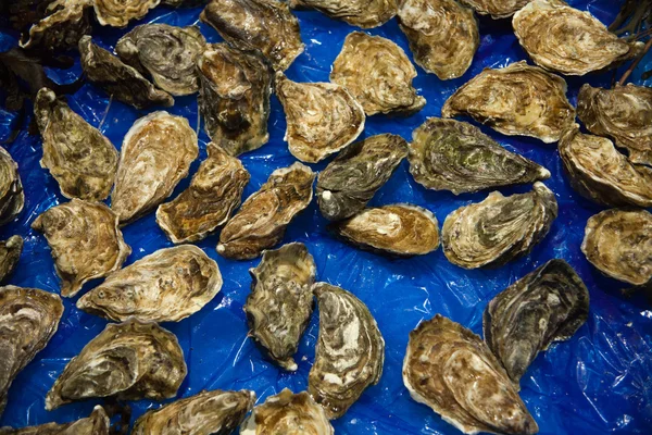 Verse oesters — Stockfoto