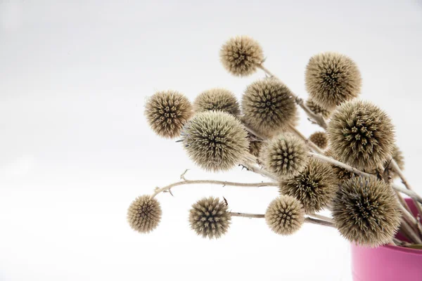 Echinops grijisii Hance — Stock fotografie