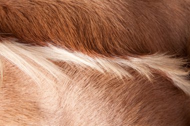 saç kürk deri at kılı