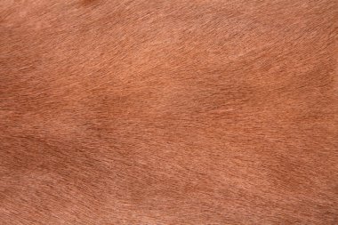 saç kürk deri at kılı