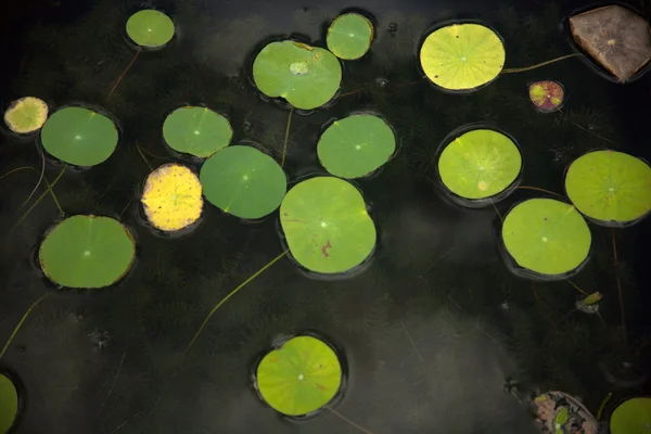 Pond at the late summer — Stock Photo, Image