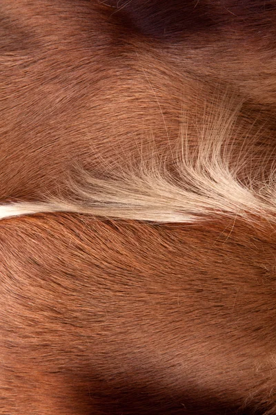 Vlasy kožešiny kůže koňské žíně — Stock fotografie
