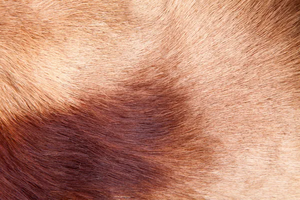 Włosy konia skóry futra — Zdjęcie stockowe