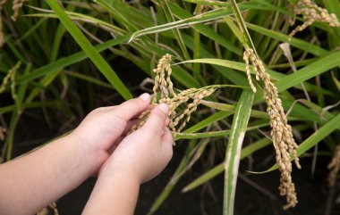 Saman/pirinç sapı yandan alanları