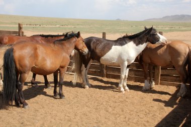 Moğol meralar üzerinde hayvancılık