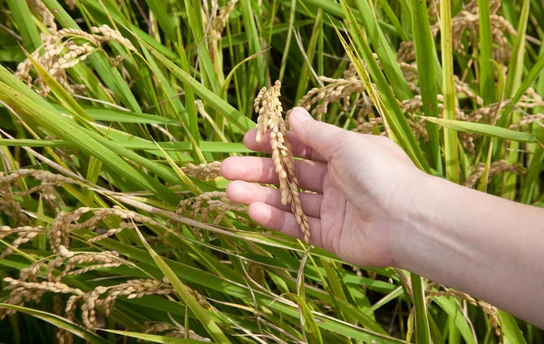 Felder Stroh / Reisstiel auf der Hand — Stockfoto