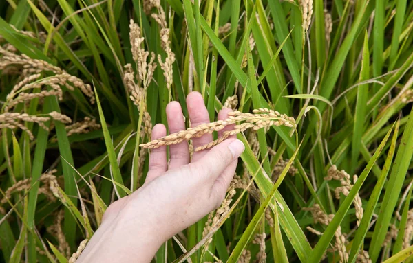 Felder Stroh / Reisstiel auf der Hand — Stockfoto