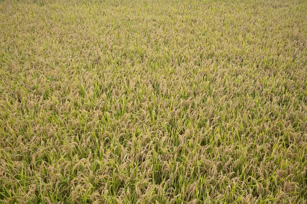 Felder Stroh / Reisstiel auf der Hand — Stockfoto