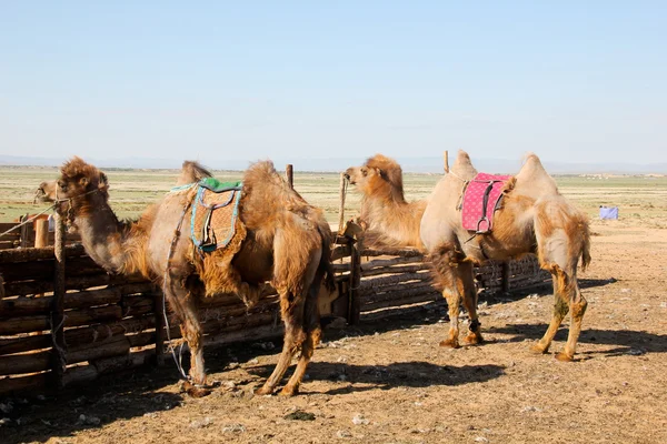 Allevamento di animali nelle praterie mongole — Foto Stock