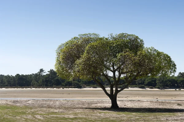 Árbol solitario — Foto de Stock
