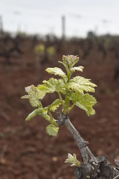 Bud break — Stock Photo, Image