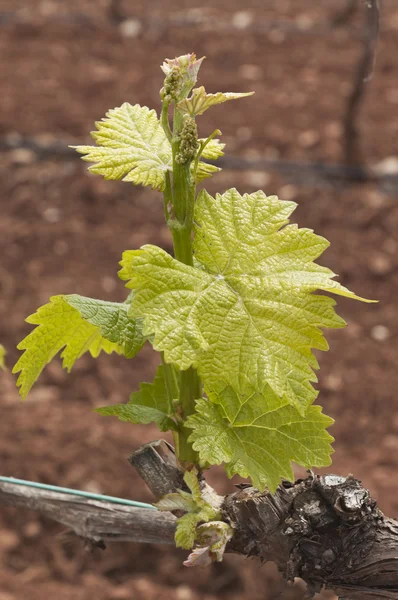 Bud paus — Stockfoto