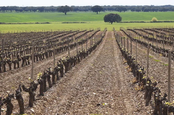 Vineyard bud break — Stock Photo, Image