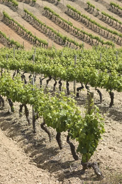 Vineyards — Stock Photo, Image