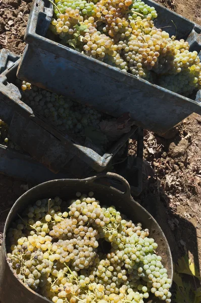 White grape crop — Stock Photo, Image