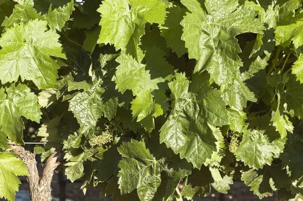 Grapevines — Stock Photo, Image