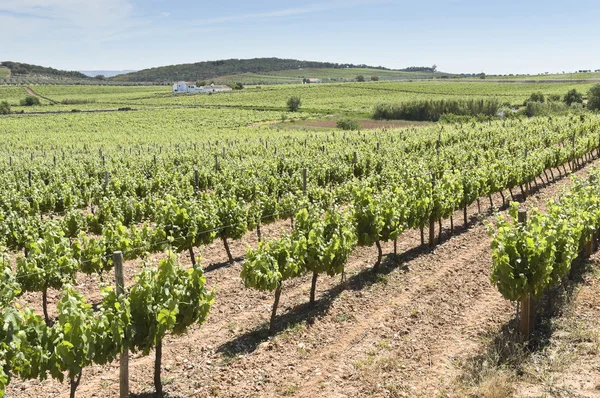 Vineyards — Stock Photo, Image