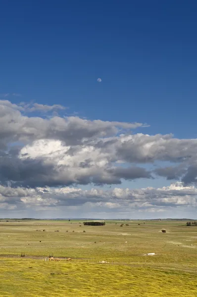 Alentejo landskapet — Stockfoto