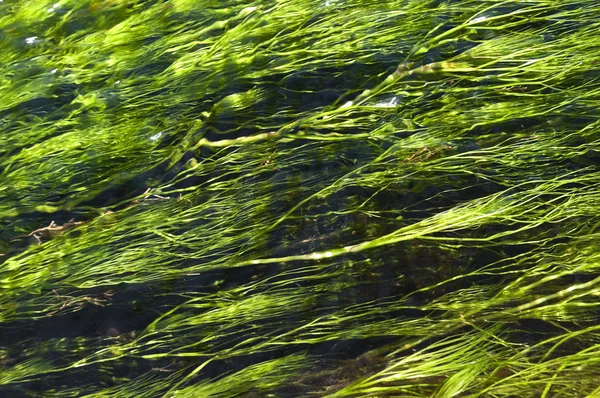 Palanca de agua — Foto de Stock