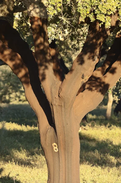 Árbol de corcho — Foto de Stock