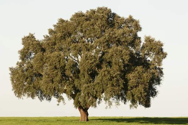 Cork tree Royaltyfria Stockbilder