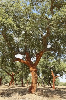 Cork trees clipart