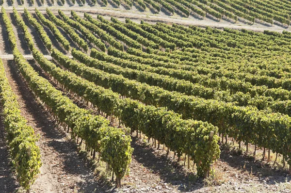 Vineyards — Stock Photo, Image