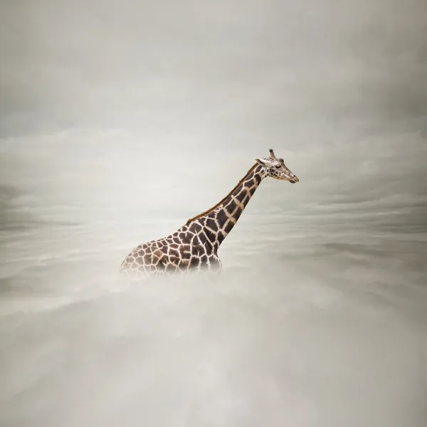 Giraffe in de lucht — Stockfoto