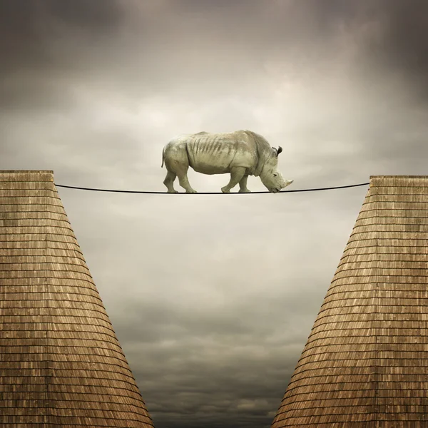Rhino balanced on the line — Stock Photo, Image