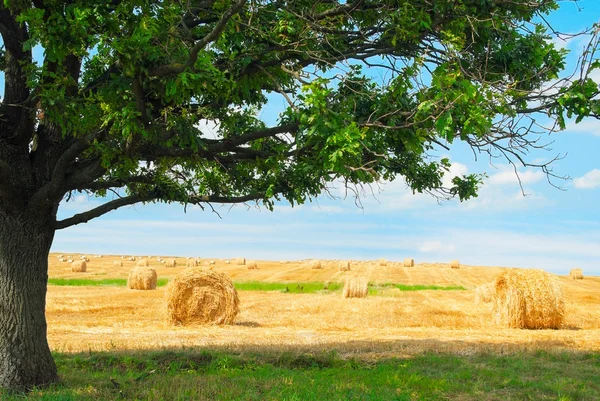 Balles de paille sur le terrain — Photo