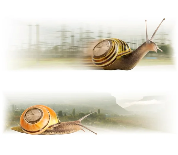 运动可爱蜗牛 — 图库照片