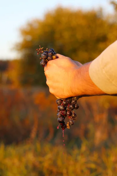 Natural Light Human Hand Crushes Handful Blue Grapes Shallow Depth — Stock Photo, Image