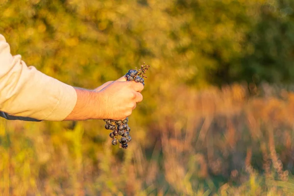 natural light. a human hand crushes a handful of blue grapes. shallow depth of field