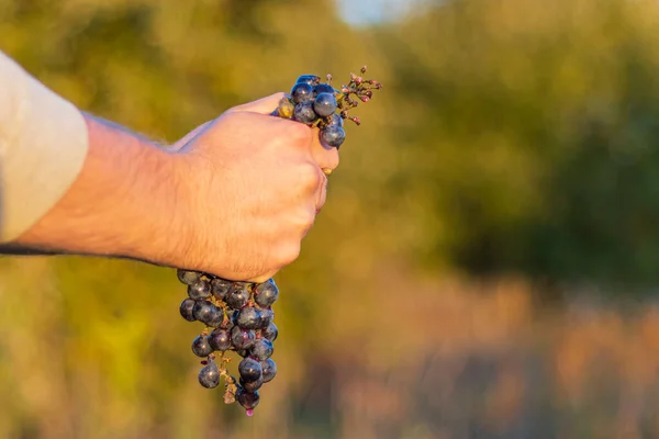 natural light. a human hand crushes a handful of blue grapes. shallow depth of field