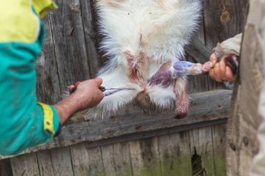 Yumuşak odaklanma. Sokak lambası. Bıçaklı bir adam ölü bir hayvanın derisini yüzer. kırsal alan