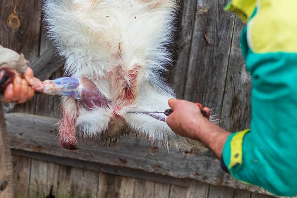 Yumuşak odaklanma. Sokak lambası. Bıçaklı bir adam ölü bir hayvanın derisini yüzer. kırsal alan