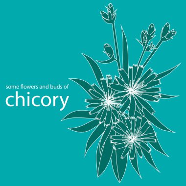 bazı çiçek ve hindiba tomurcuklar