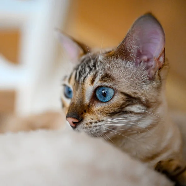 Бытовая Бенгальская Кошка Закрытом Помещении Выглядит Мило — стоковое фото