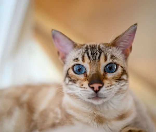 Бытовая Бенгальская Кошка Закрытом Помещении Выглядит Мило — стоковое фото
