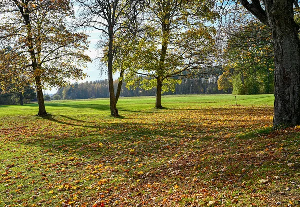 Parque com folhas de autumng no gramado de grama — Fotografia de Stock