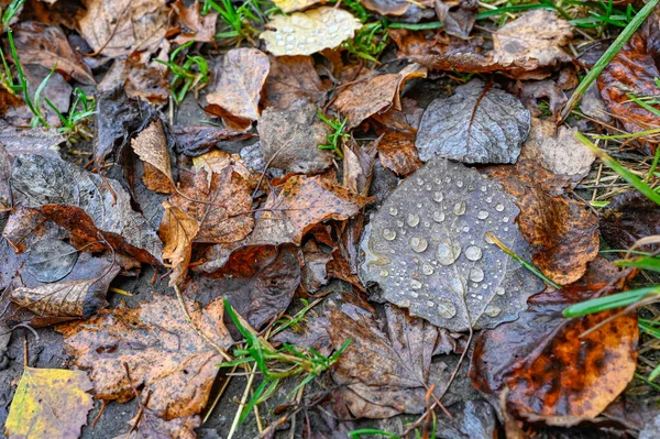 Perto da folha de outono com gotas de água — Fotografia de Stock