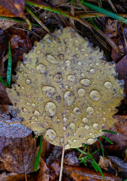 Perto da folha de outono com gotas de água — Fotografia de Stock